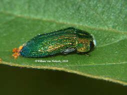 Image of Acmaeodera viridaenea (De Geer 1778)