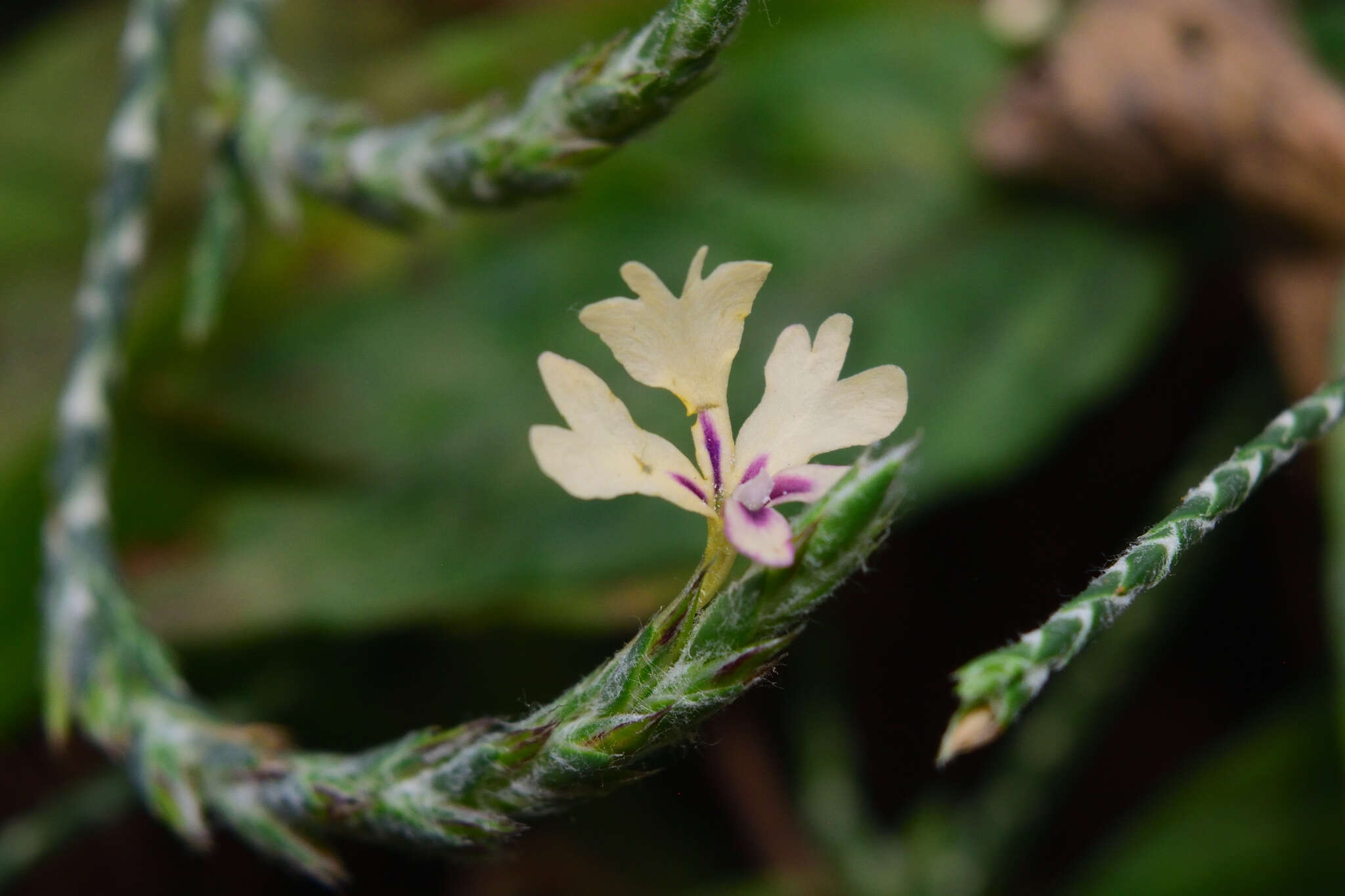 Elytraria imbricata (Vahl) Pers. resmi