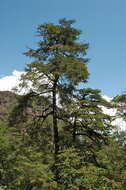 Image of Bentham cypress