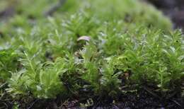 Image of plagiomnium moss