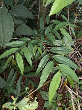 Image of Banara parviflora (A. Gray) Benth.