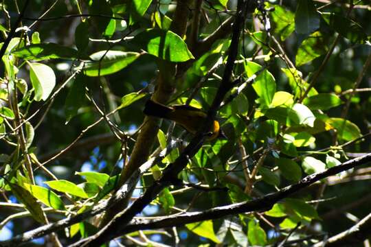 Image of White-winged Shrike-Tanager