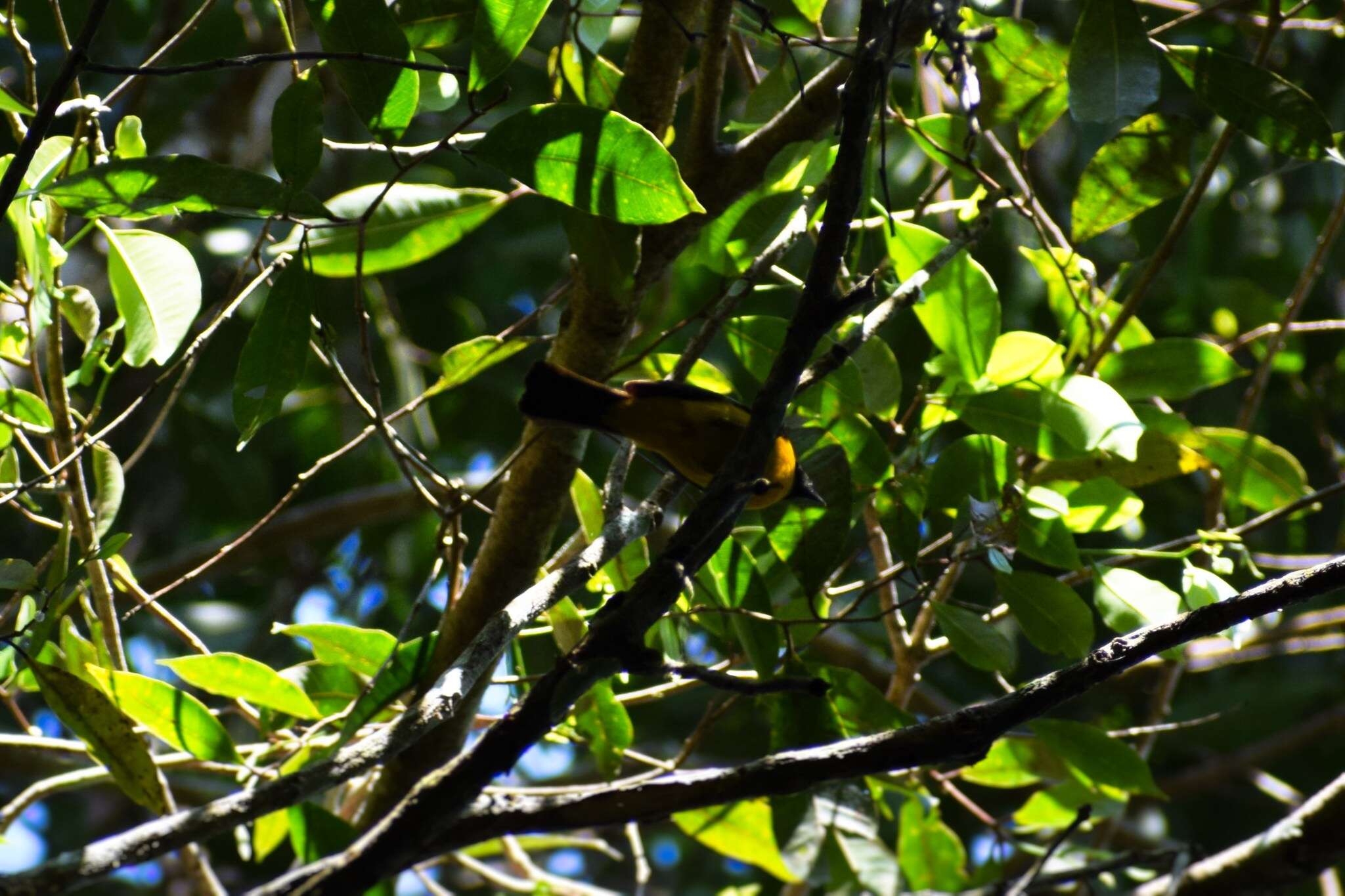 صورة Lanio versicolor (d'Orbigny & Lafresnaye 1837)