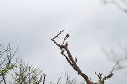 Image of Grey-headed Bullfinch