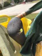 Image of Cucumber green spider