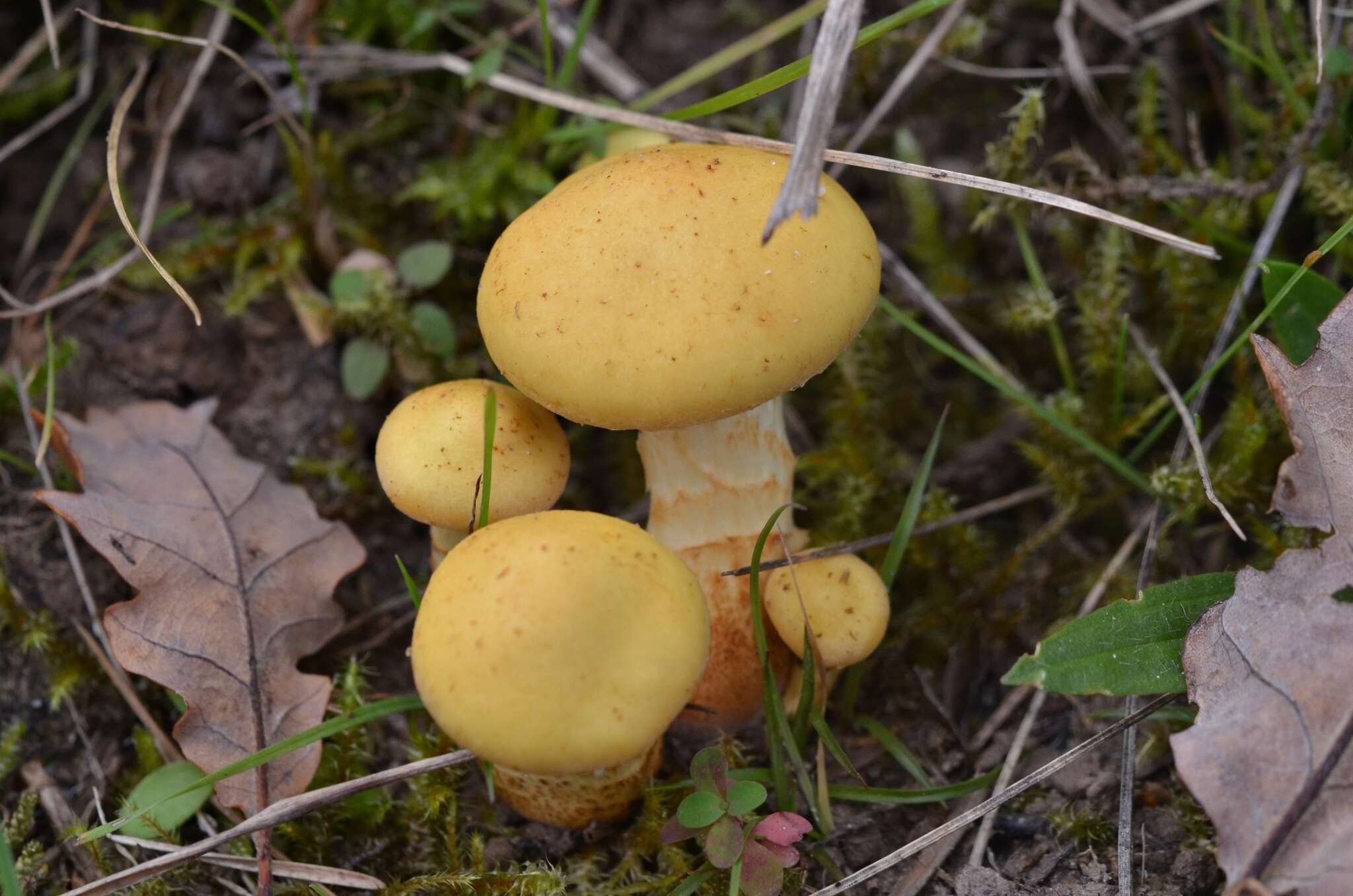 Image of Pholiota pinicola Jacobsson 1986