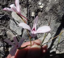 Image de Disa gladioliflora Burch. ex Lindl.