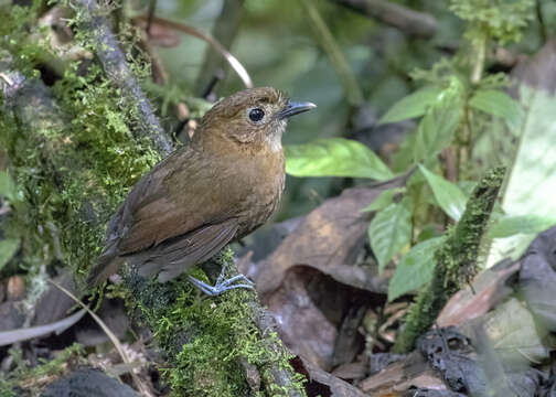 Image of Brown-banded Antpitta