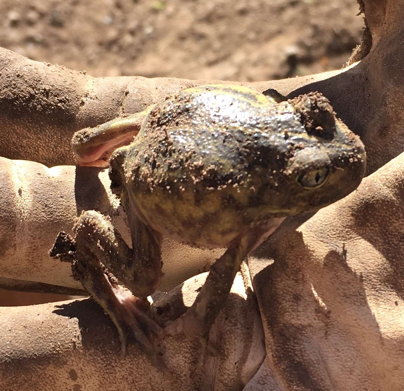 Image of Painted Burrowing Frog