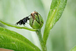 Image of Spider wasp