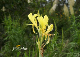 Imagem de Canna glauca L.