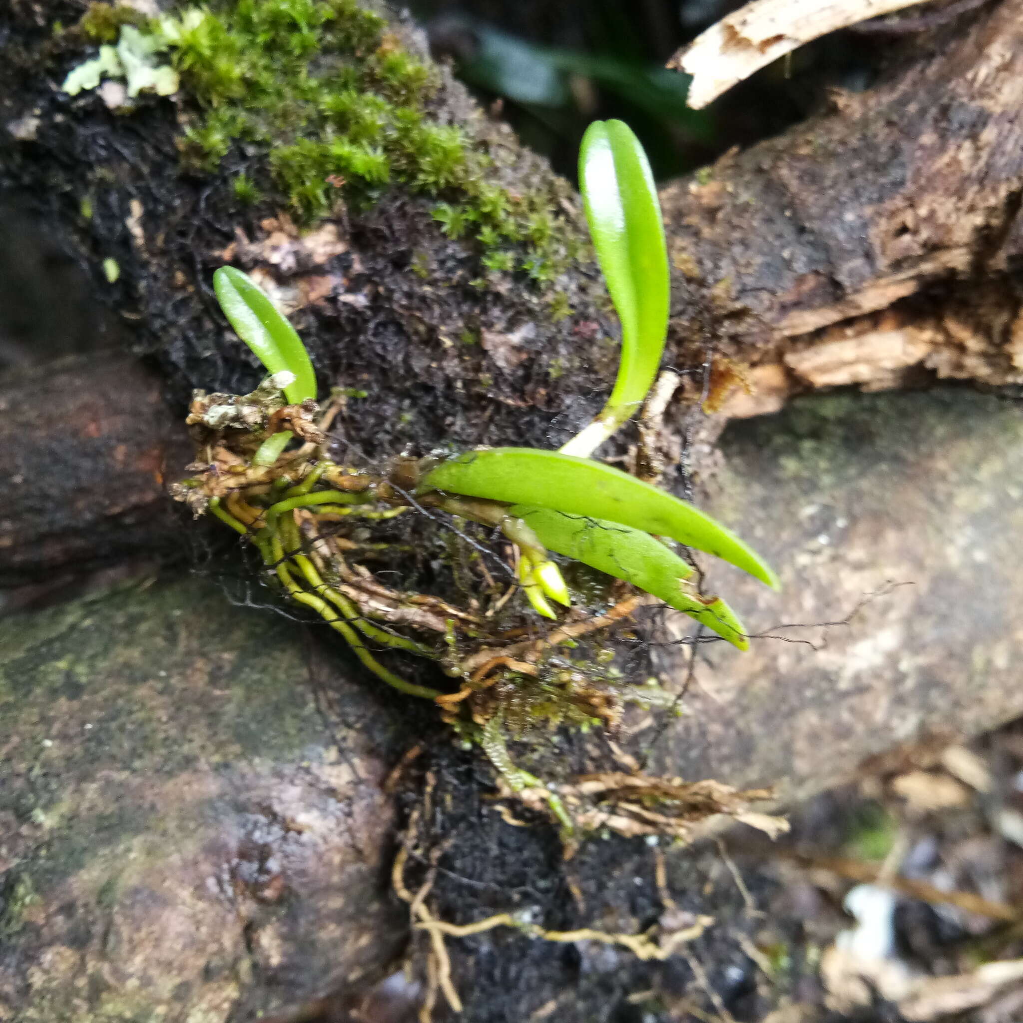 Image of Bulbophyllum mutabile (Blume) Lindl.