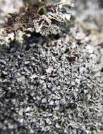 صورة Cladonia stipitata Lendemer & B. P. Hodk.