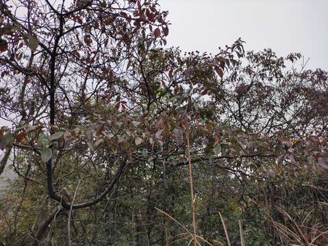 Image of Cornus hongkongensis Hemsl.