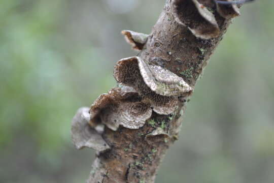 Image of Trametes villosa (Sw.) Kreisel 1971