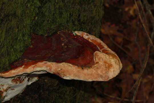 Ganoderma polychromum (Copel.) Murrill 1908的圖片