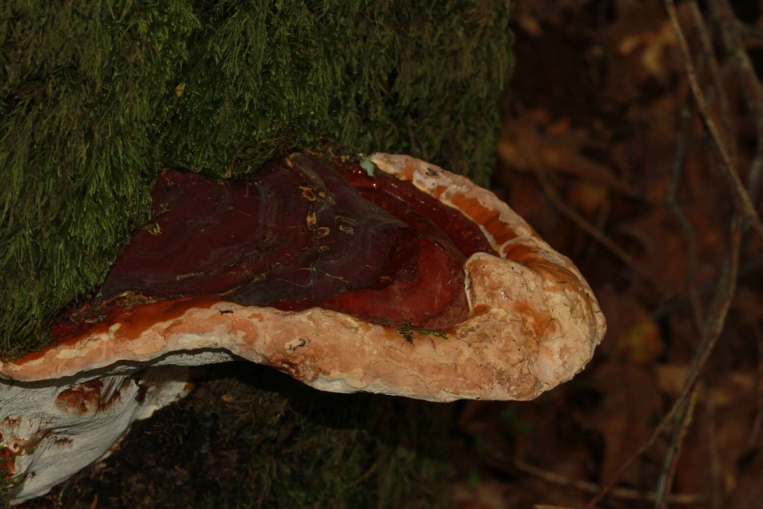 Image of Ganoderma polychromum (Copel.) Murrill 1908