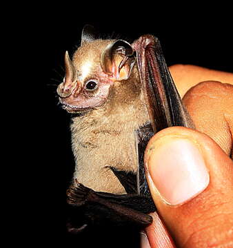 Image of pygmy fruit-eating bat