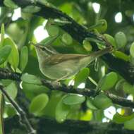 Image of Sakhalin Leaf Warbler