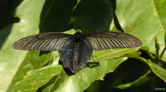 Слика од Atrophaneura aidoneus (Doubleday 1845)