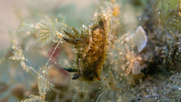 Image of Polycera melanosticta M. C. Miller 1996