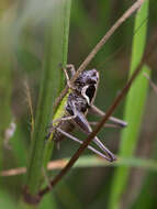 Image of Pholidoptera fallax (Fischer 1853)