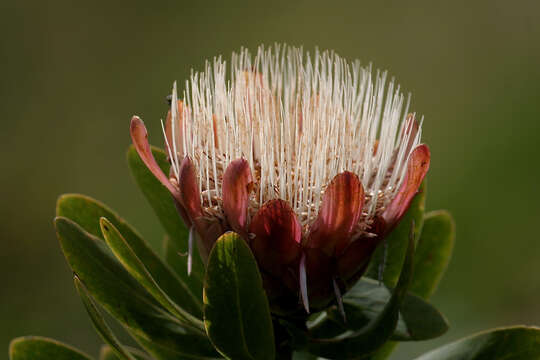 Image of Asymmetrical protea