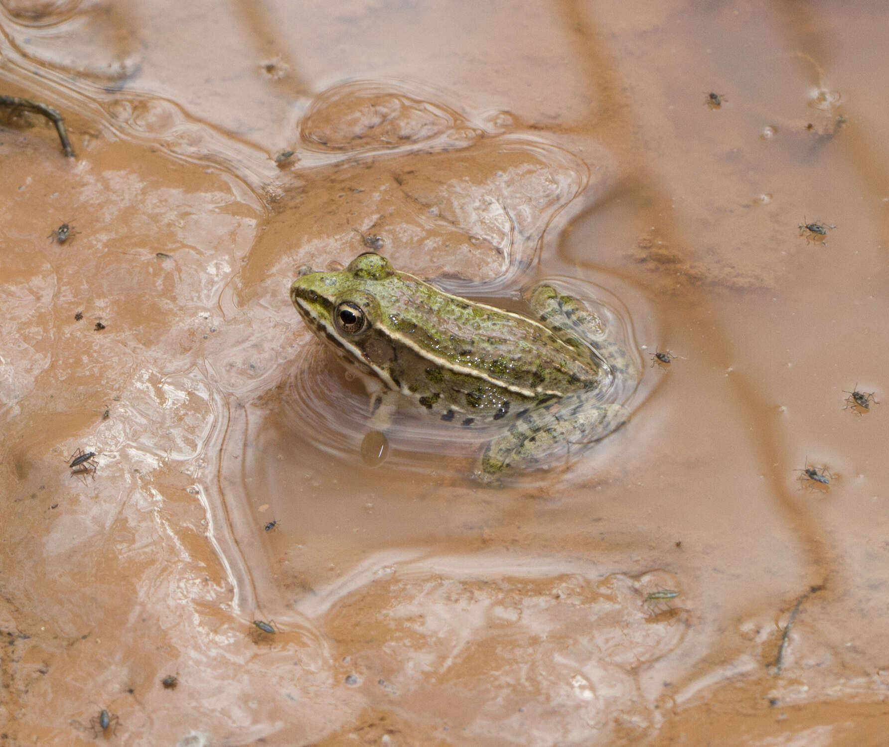 Image of Plains Leopard Frog