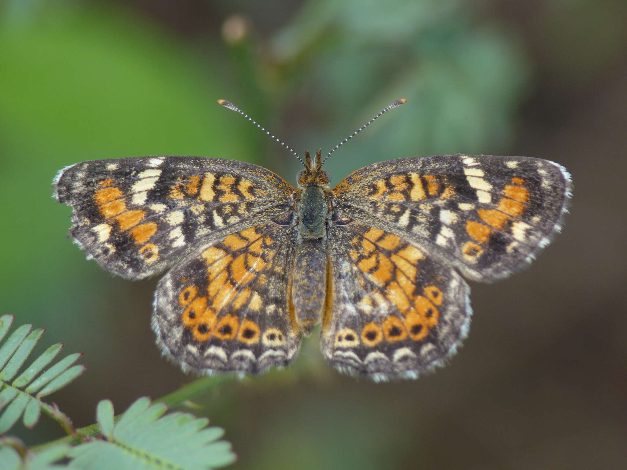 Image of <i>Phyciodes <i>phaon</i></i> phaon