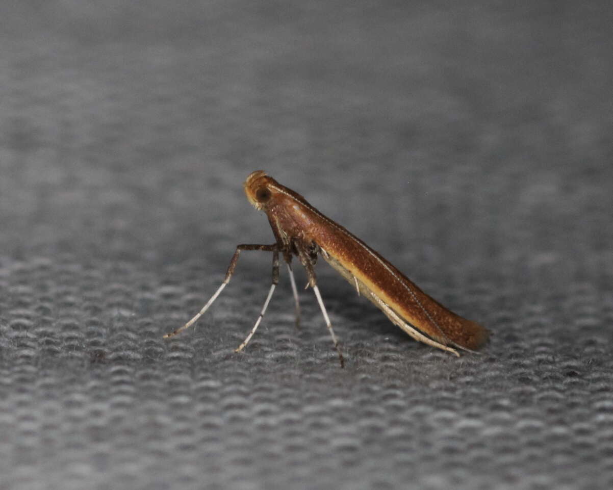 Imagem de Caloptilia invariabilis (Braun 1927)