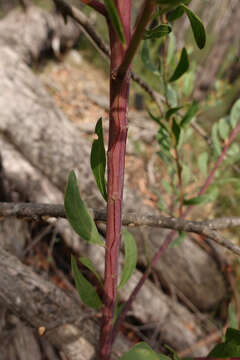 Acacia myrtifolia (Sm.) Willd. resmi