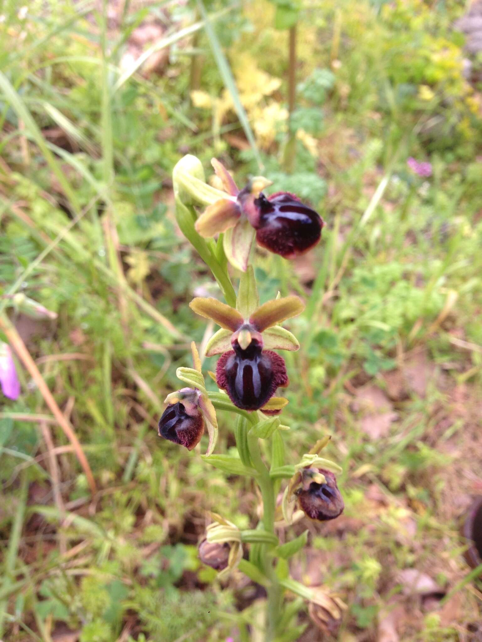 Image of Ophrys sphegodes subsp. passionis (Sennen) Sanz & Nuet