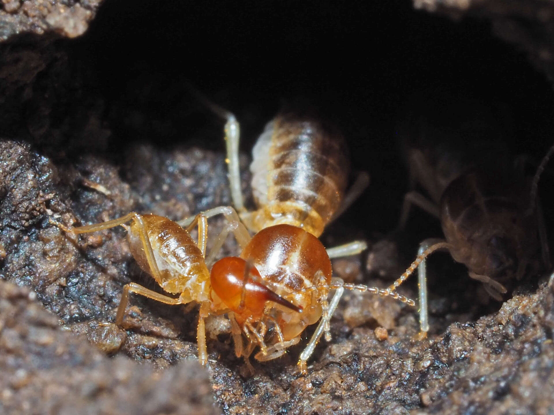 Image de Trinervitermes trinervoides (Sjöstedt 1911)