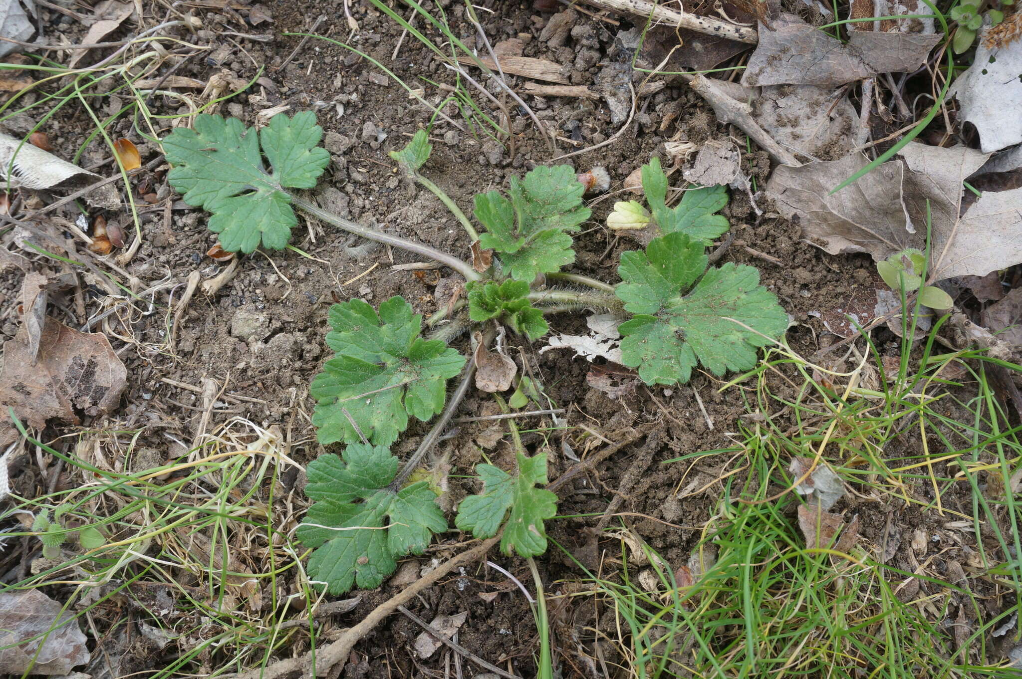 Image de Ranunculus neapolitanus Tenore