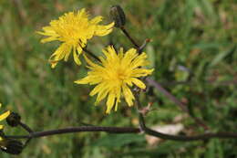 Image of lesser hawkbit