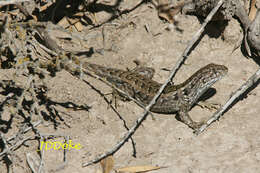 Liolaemus melanops Burmeister 1888 resmi