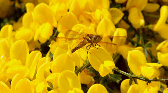 Image of Red-veined Meadowhawk