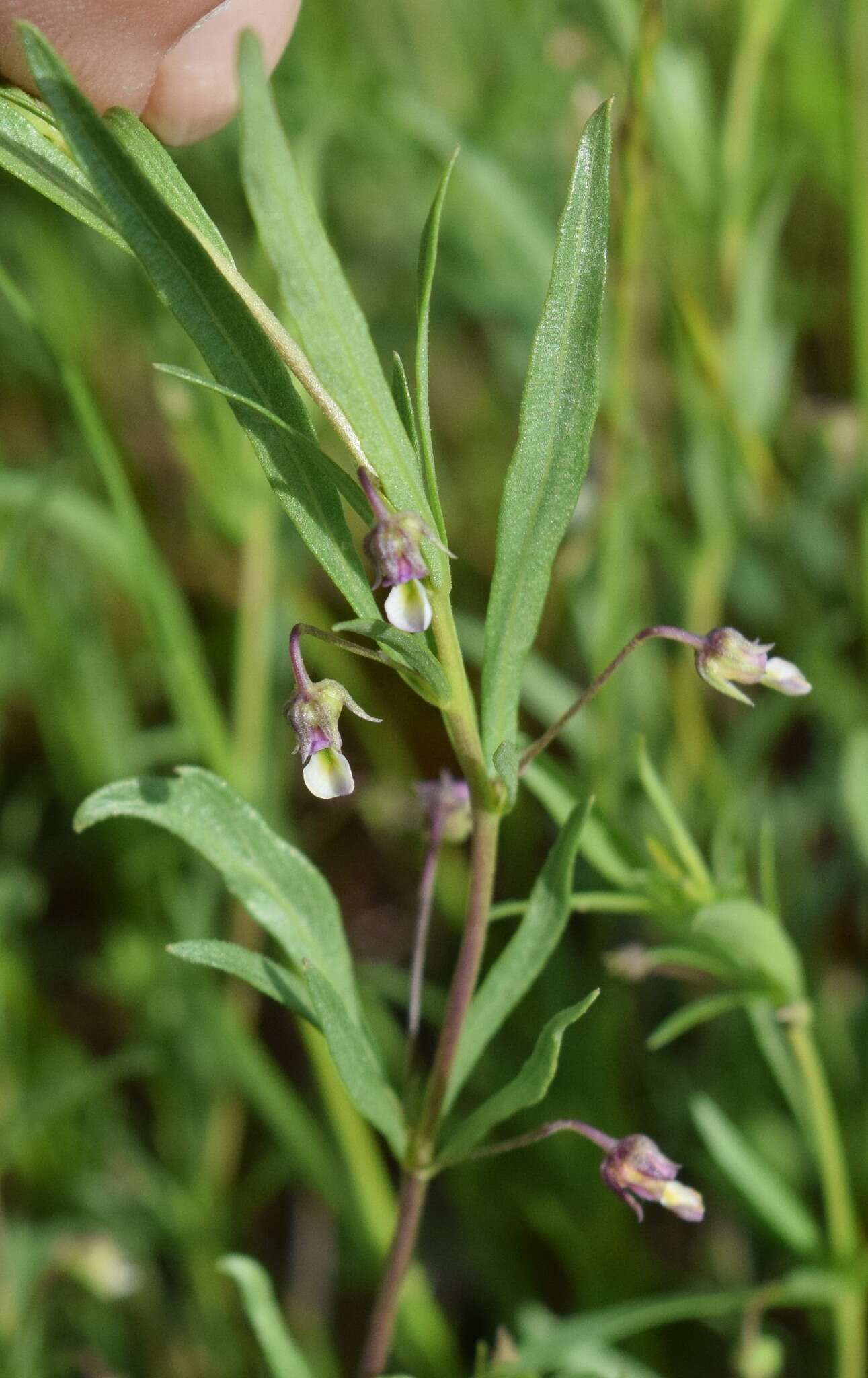 Sivun Pombalia verticillata (Ortega) Paula-Souza kuva