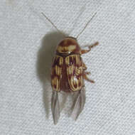 Image of Cryptocephalus atrofasciatus Jacoby 1880