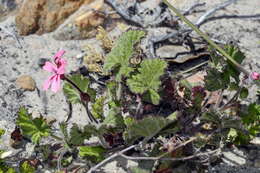 Image of Pelargonium alpinum Eckl. & Zeyh.