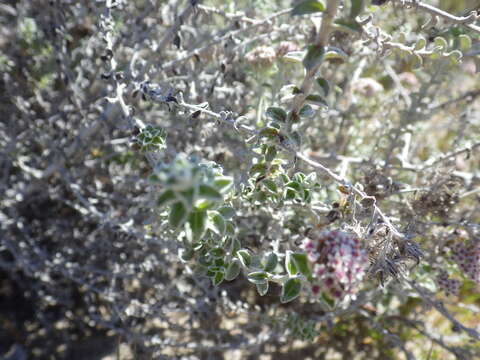 Plecostachys serpyllifolia (Berg.) O. M. Hilliard & B. L. Burtt的圖片