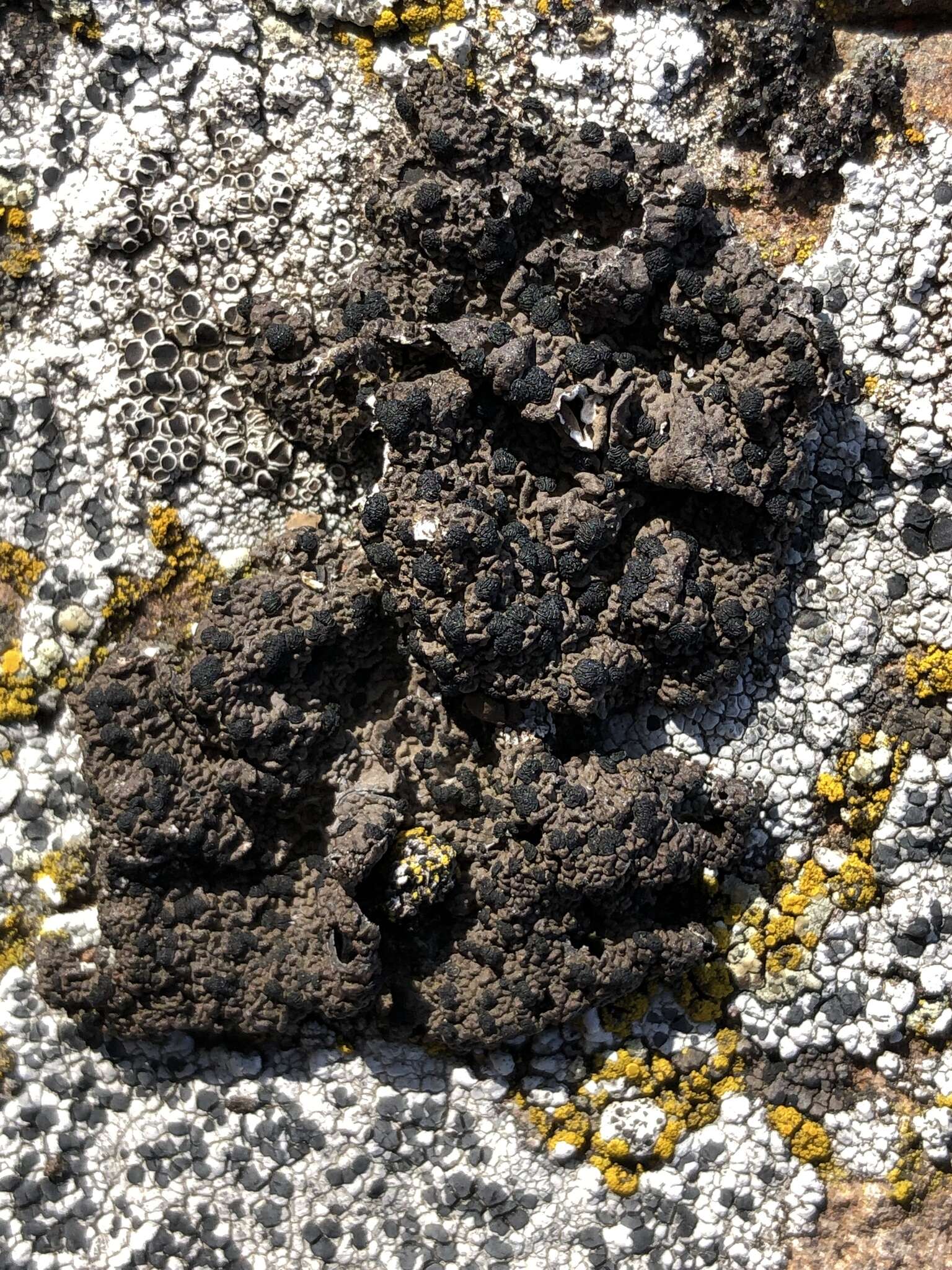 Image of Blistered rock tripe lichen