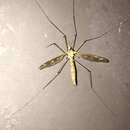 صورة Tipula (Beringotipula) borealis Walker 1848