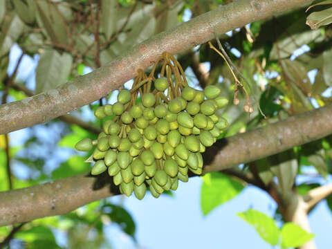 Image of durian