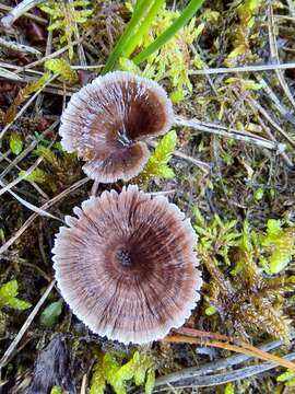 Thelephora caryophyllea (Schaeff.) Pers. 1801 resmi