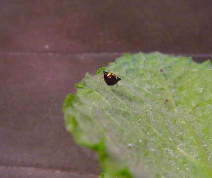 Theridula gonygaster (Simon 1873) resmi