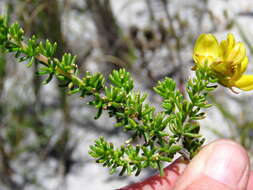 Image of Aspalathus carnosa Bergius