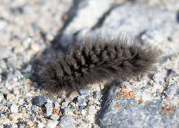 Image of Ross' Tussock Moth