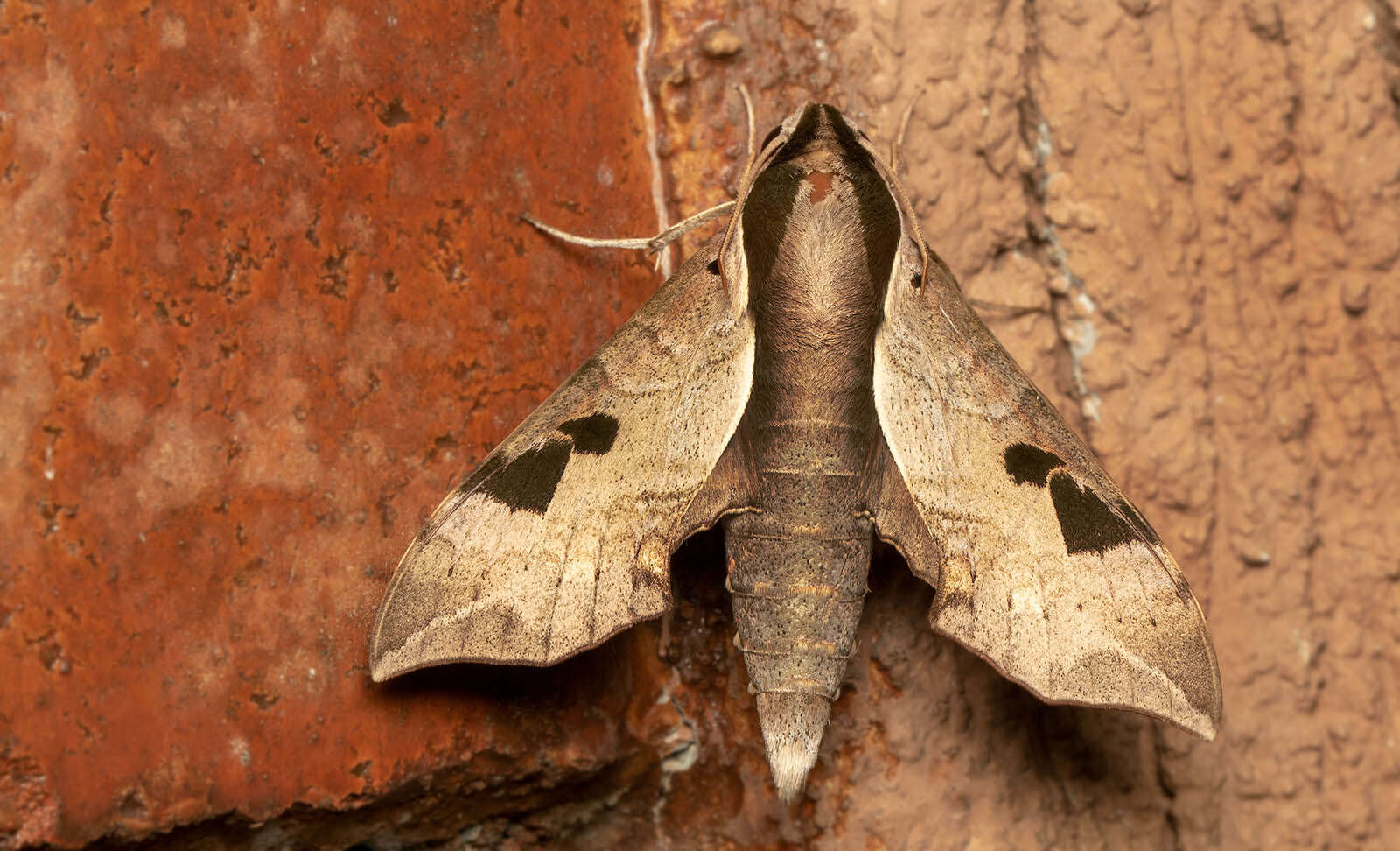 Image of Enpinanga borneensis (Butler 1879)