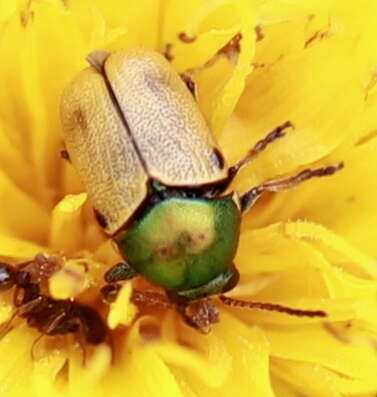 Image of <i>Cryptocephalus laetus</i>